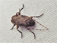 Sternidius mimeticus