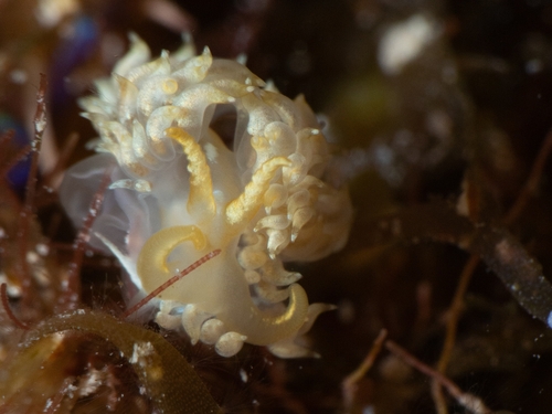 White-speckled Pauleo