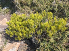 Orites acicularis