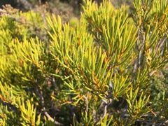 Orites acicularis