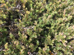 Podocarpus lawrencei