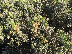 Ozothamnus hookeri