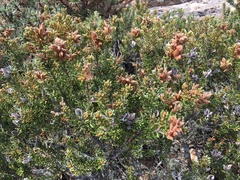Orites revolutus