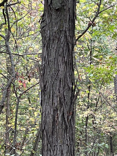 shagbark hickory