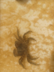 Pachygrapsus marmoratus image