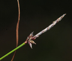 Carex vanheurckii