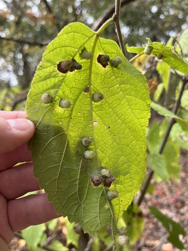 Hackberry Nipplegall Psyllid