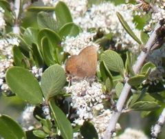 Callophrys augustinus iroides