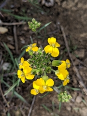 Erysimum suffrutescens