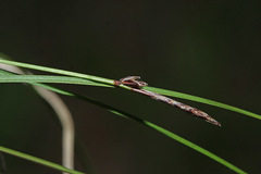 Carex vanheurckii