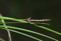 Carex vanheurckii