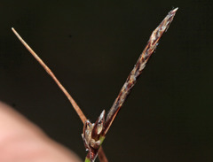Carex vanheurckii