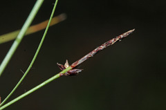 Carex vanheurckii