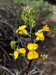 Erysimum suffrutescens