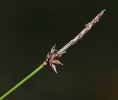 Carex vanheurckii