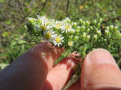 Symphyotrichum ericoides ericoides