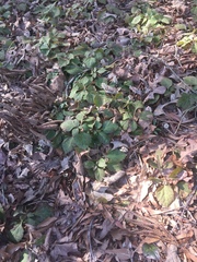 Pachysandra procumbens