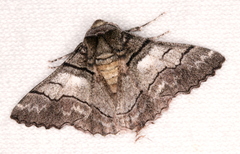 Hypobapta diffundens