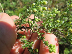 Symphyotrichum ericoides ericoides