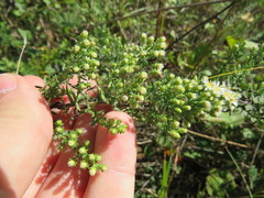 Symphyotrichum ericoides ericoides