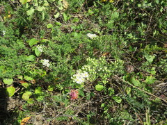Symphyotrichum ericoides ericoides