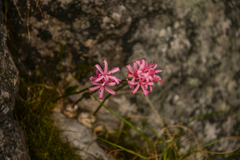 Nerine sarniensis
