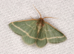 Mixocera latilineata