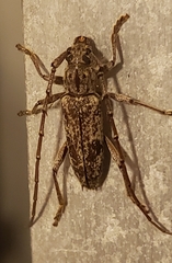 Elaphidion