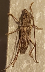 Elaphidion