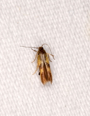 Stathmopodidae