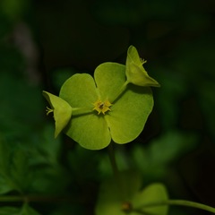 Euphorbia roemeriana