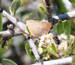 Callophrys augustinus iroides