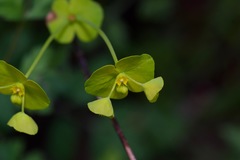 Euphorbia roemeriana
