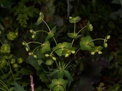 Euphorbia roemeriana