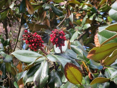 Magnolia grandiflora
