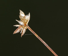 Carex tenuiflora
