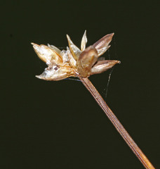Carex tenuiflora