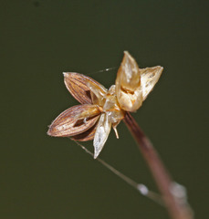 Carex tenuiflora