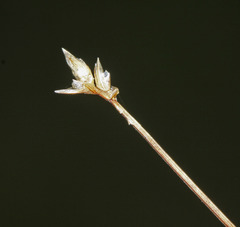 Carex tenuiflora