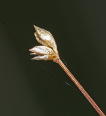 Carex tenuiflora