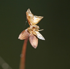 Carex tenuiflora