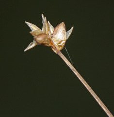 Carex tenuiflora