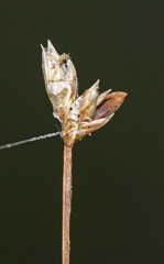 Carex tenuiflora