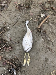 Aechmophorus occidentalis