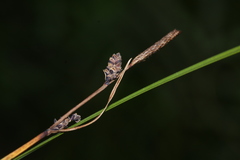 Carex schmidtii