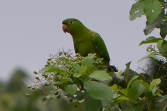 Amazona auropalliata