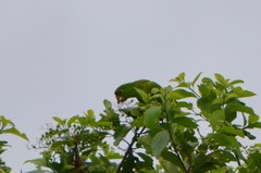 Amazona auropalliata
