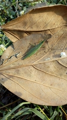 Atractomorpha lata