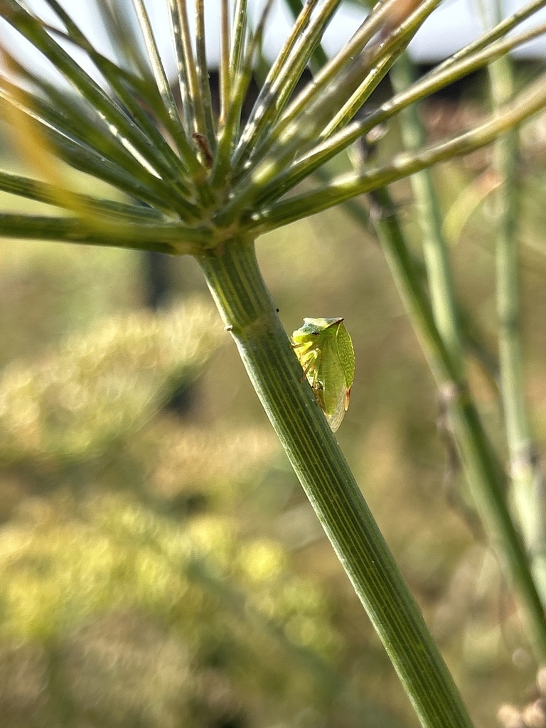 Buffalo Treehopper in September 2023 by brett213 · iNaturalist