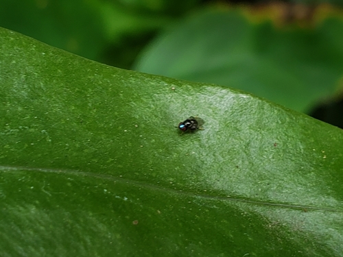 Rhodesiella scutellata, 2019-03-04
